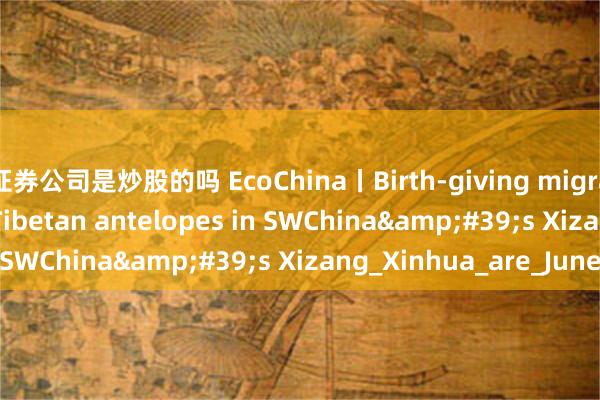 证券公司是炒股的吗 EcoChina丨Birth-giving migratory journey of Tibetan antelopes in SWChina&#39;s Xizang_Xinhua_are_June